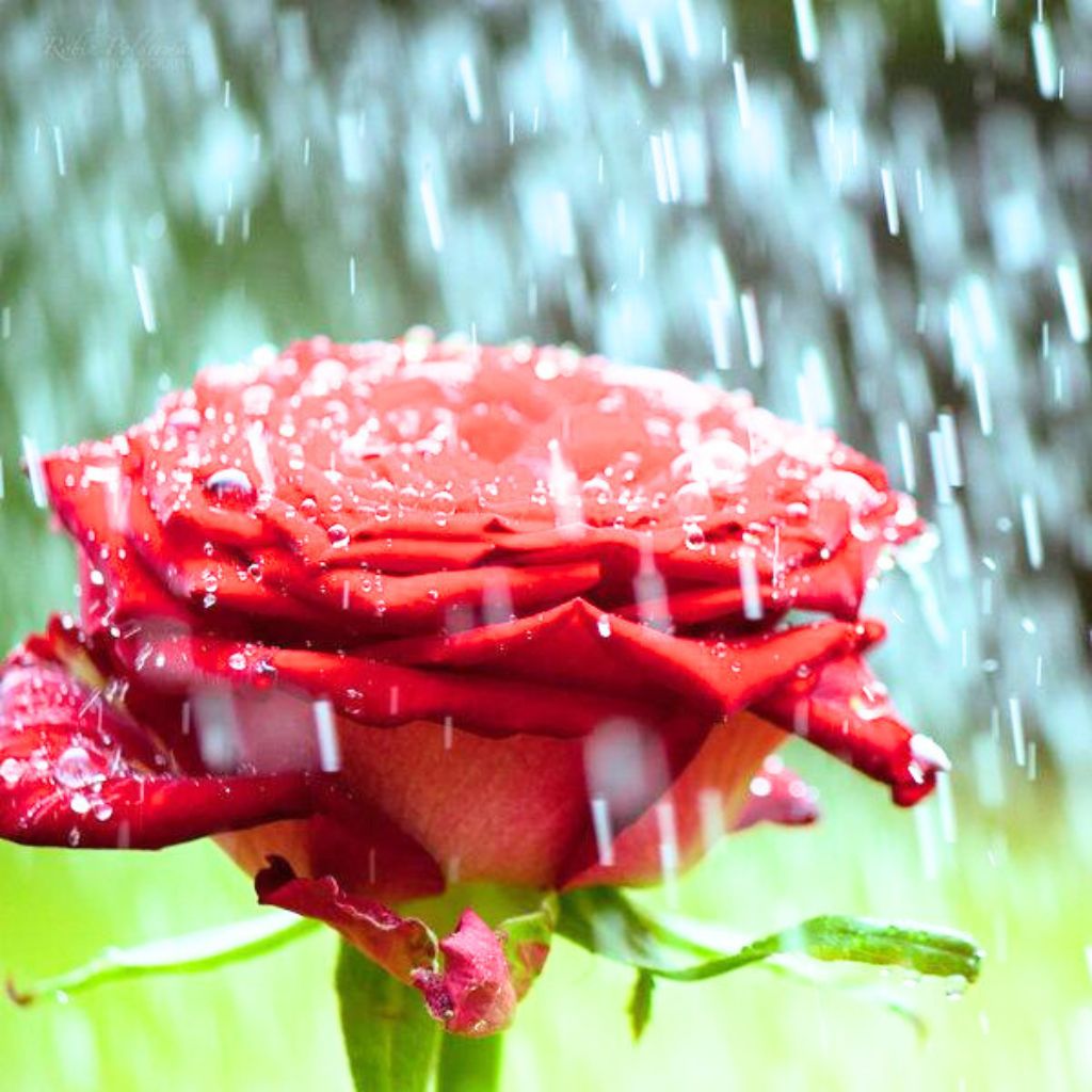 Download HD rain rose whatsapp dp Pics HD
