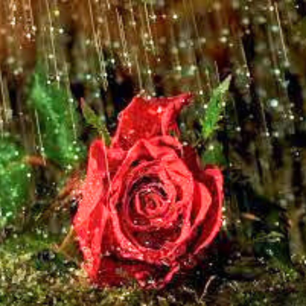 Download HD rain rose whatsapp dp Pics Images Free