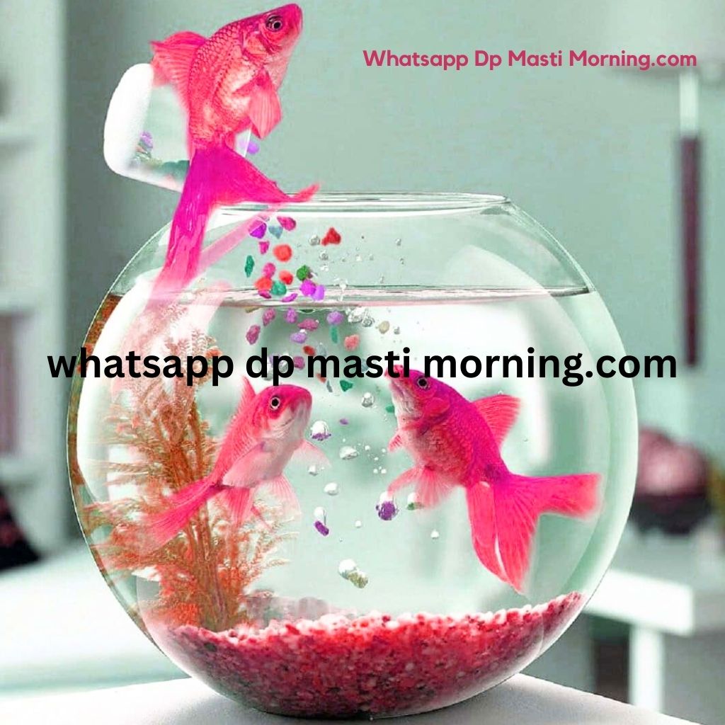 Fish whatsapp dp Images