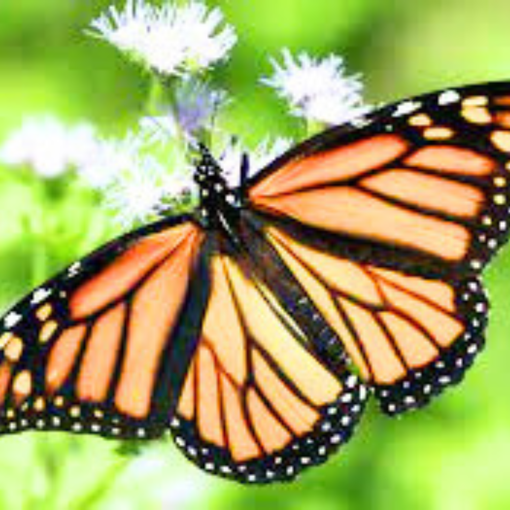 Free HD butterfly dp Pics Download Free