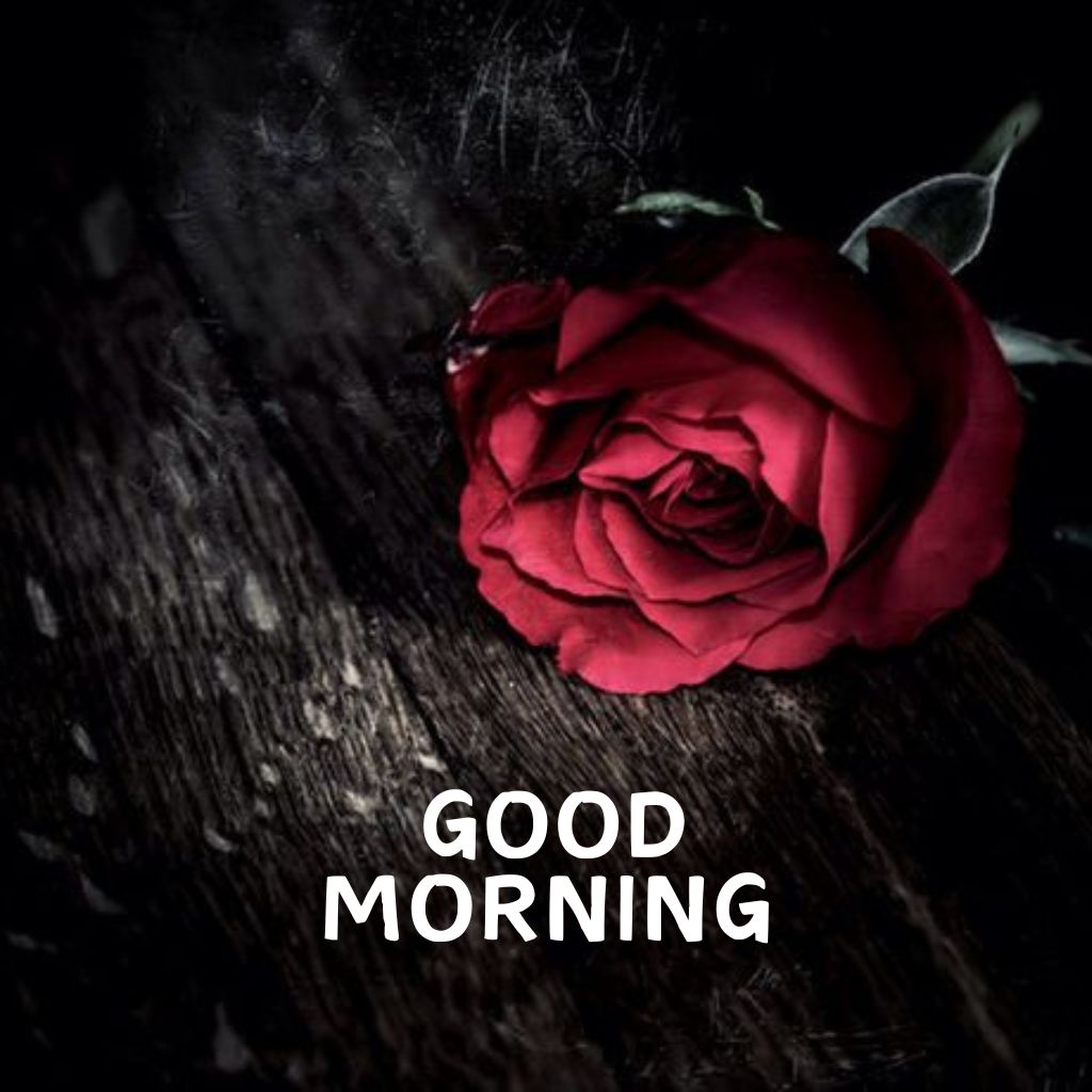 Good Morning Rose Pics Images Download