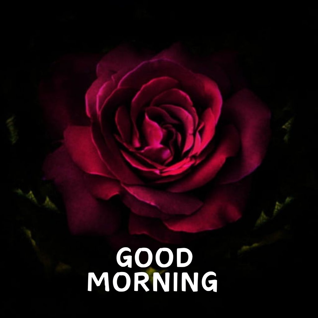 Good Morning Rose Wallpaper Download