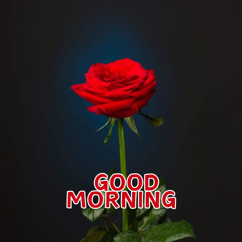 Good Morning Rose photo HD