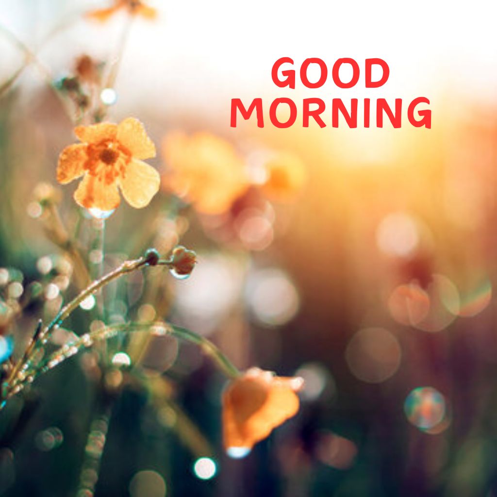 Good Morning Wallpaper Pictures Download