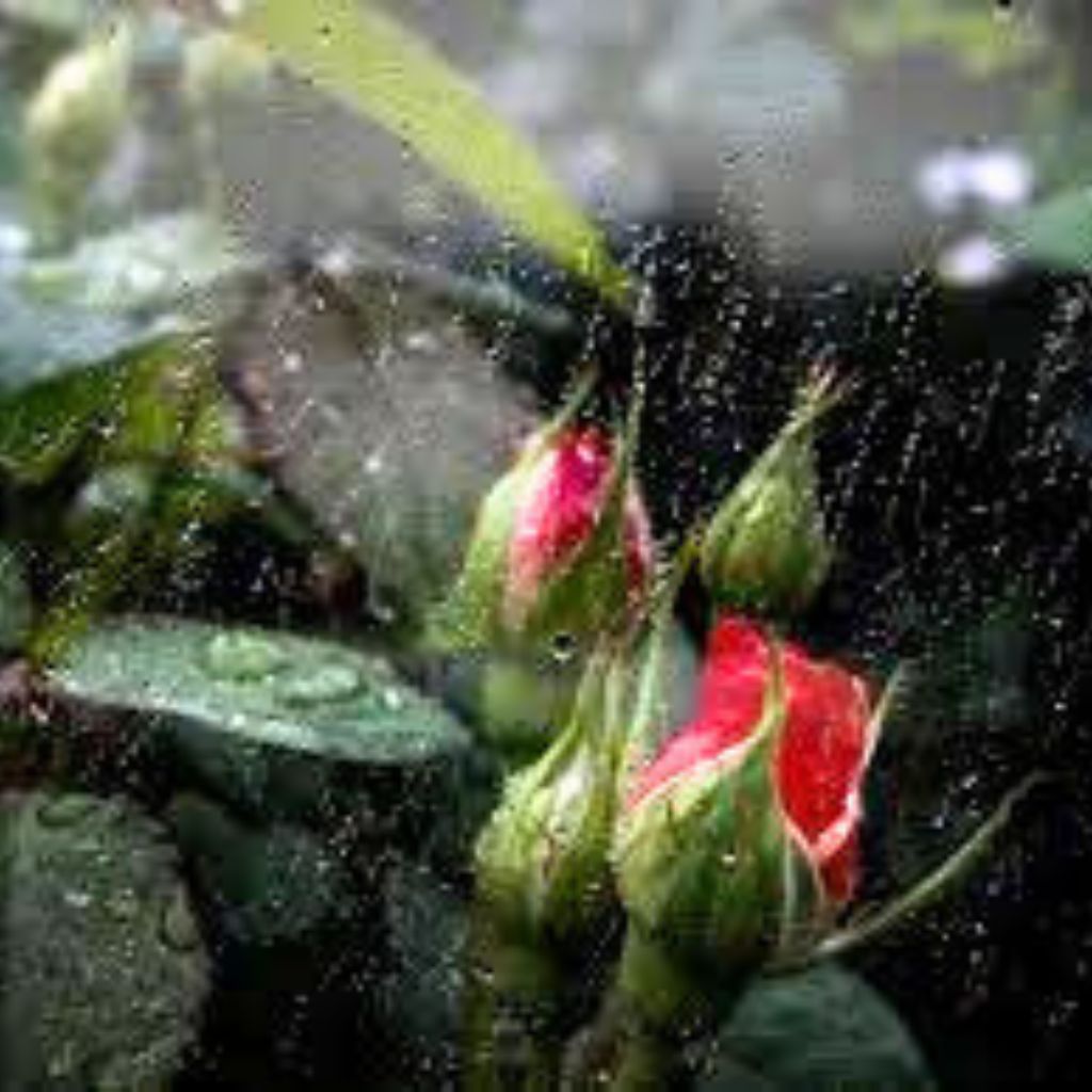 HD New rain rose whatsapp dp Pics Images