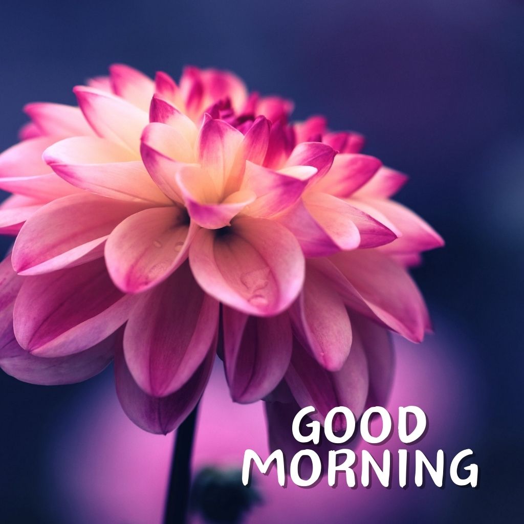 New Free Good Morning Images Wallpaper