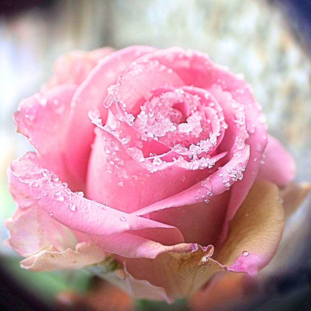 Pink Rose rain rose whatsapp dp pics Images