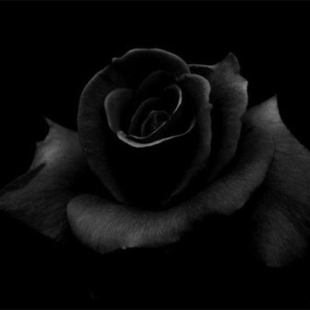 Rose black colour dp Pics images