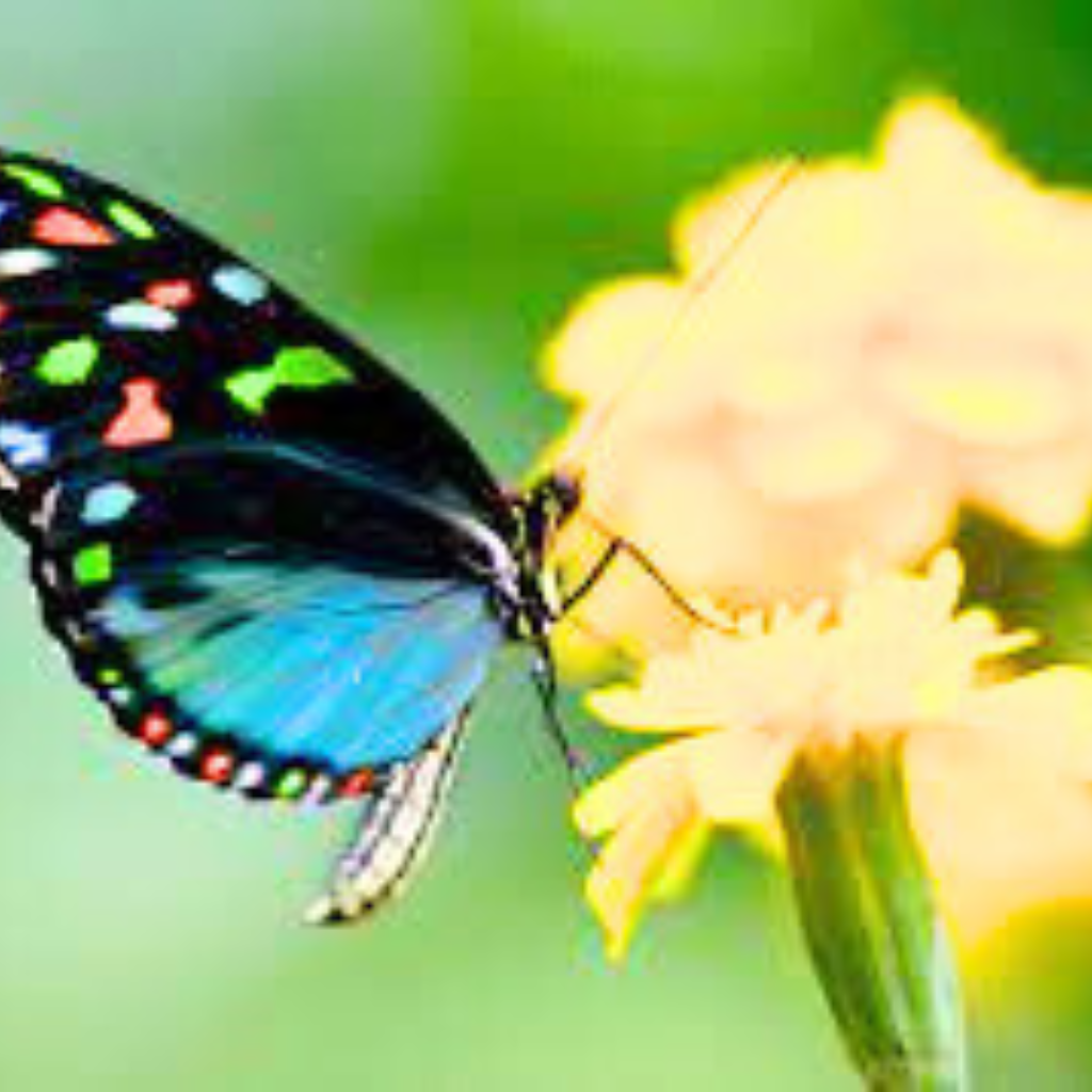 Top Quality butterfly dp Images Pics new Download