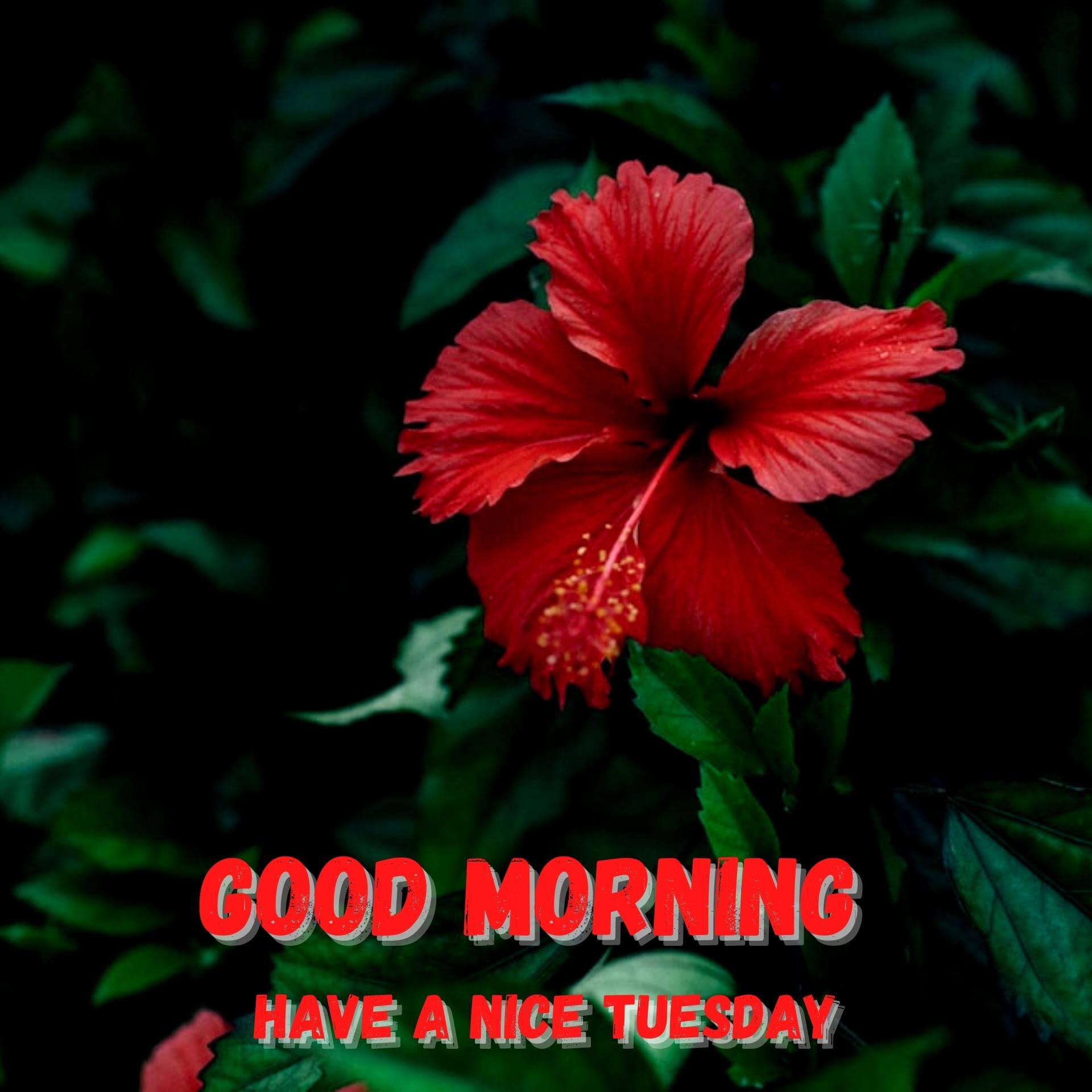 Tuesday good morning photo Download (2)