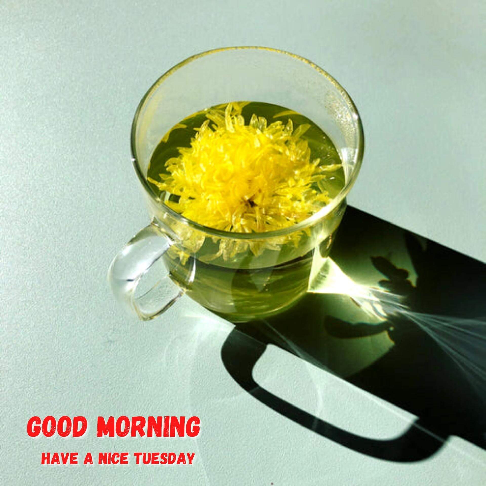 Tuesday good morning photo Download