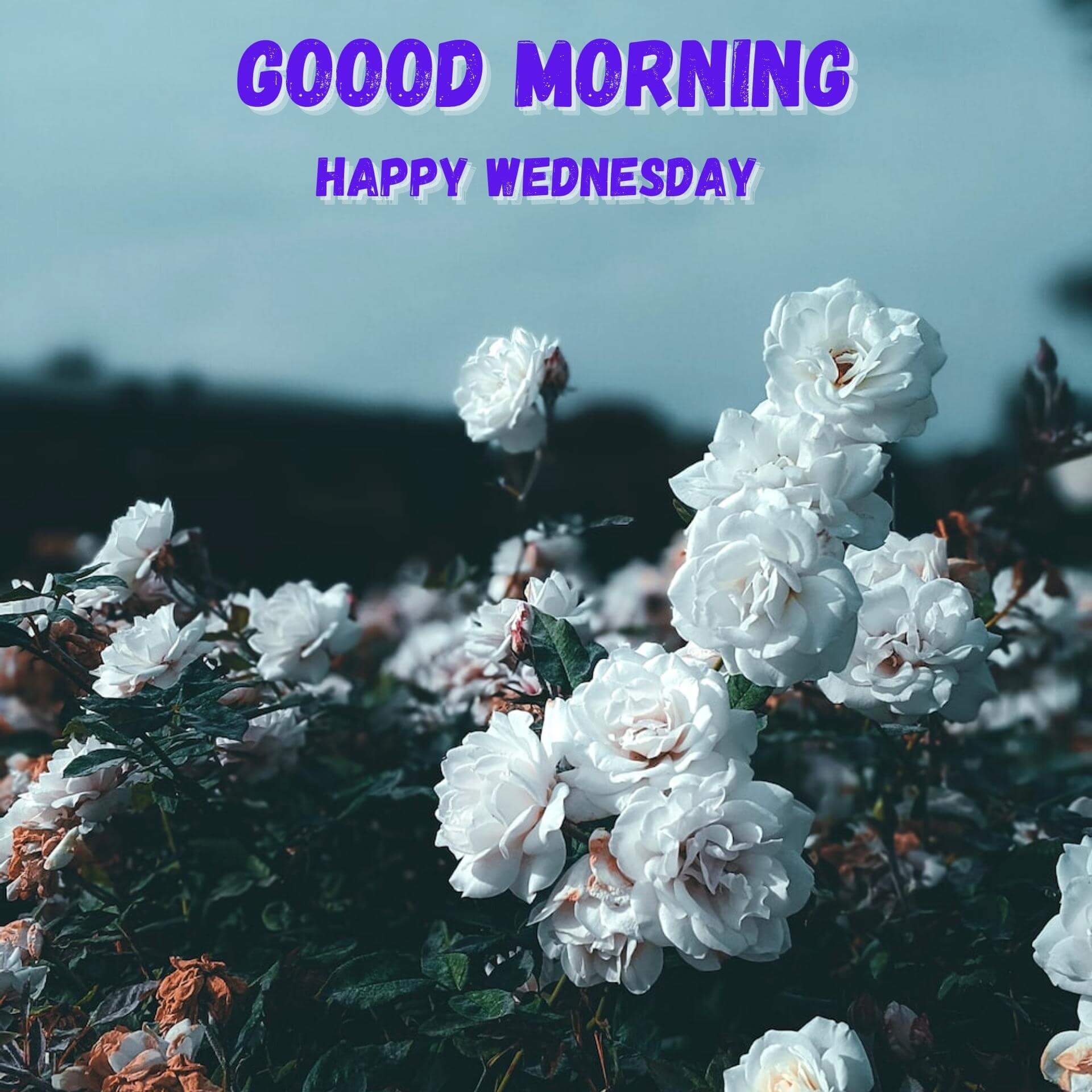 Wednesday good morning Pics Pictures Download
