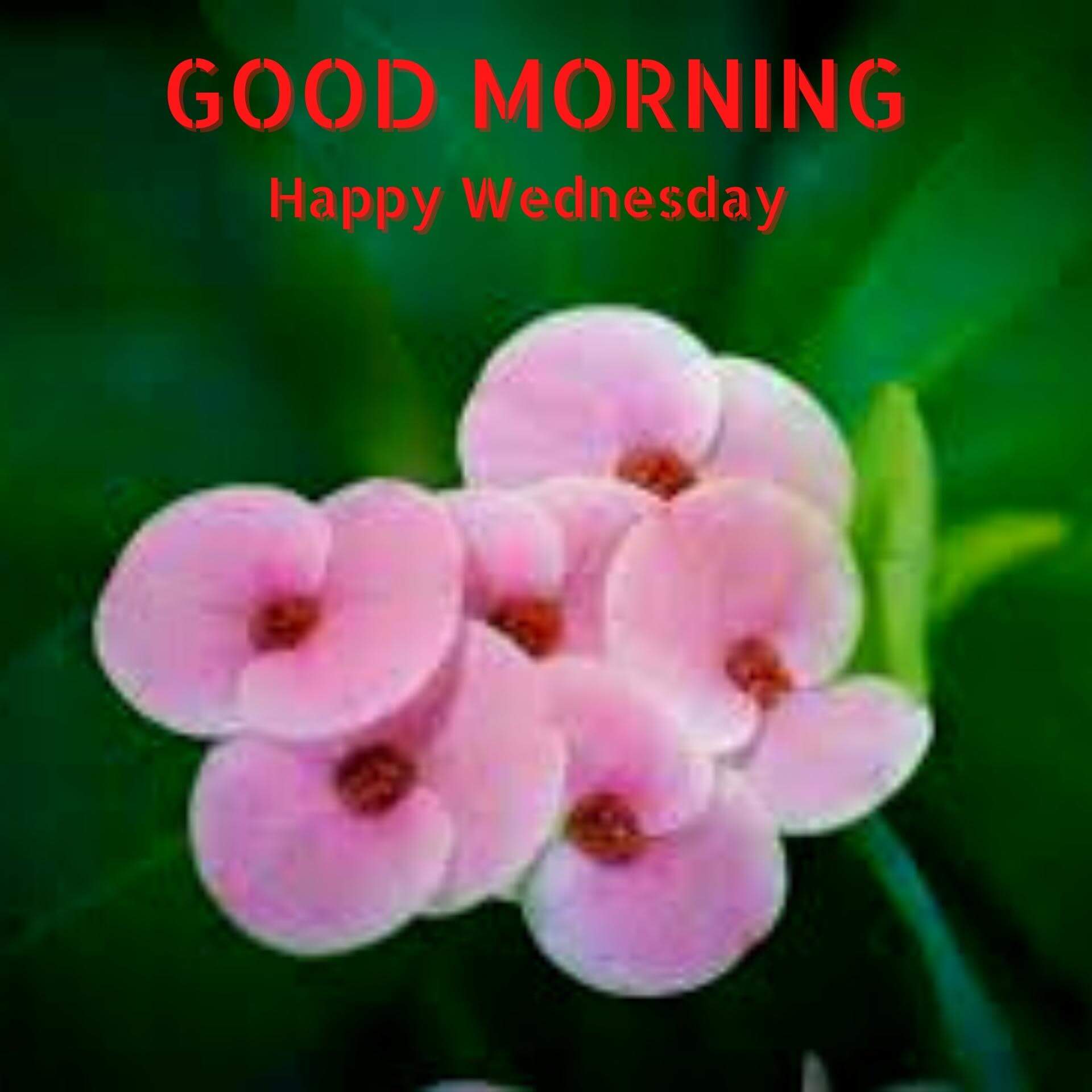 Wednesday good morning Pics Wallpaper Free Download