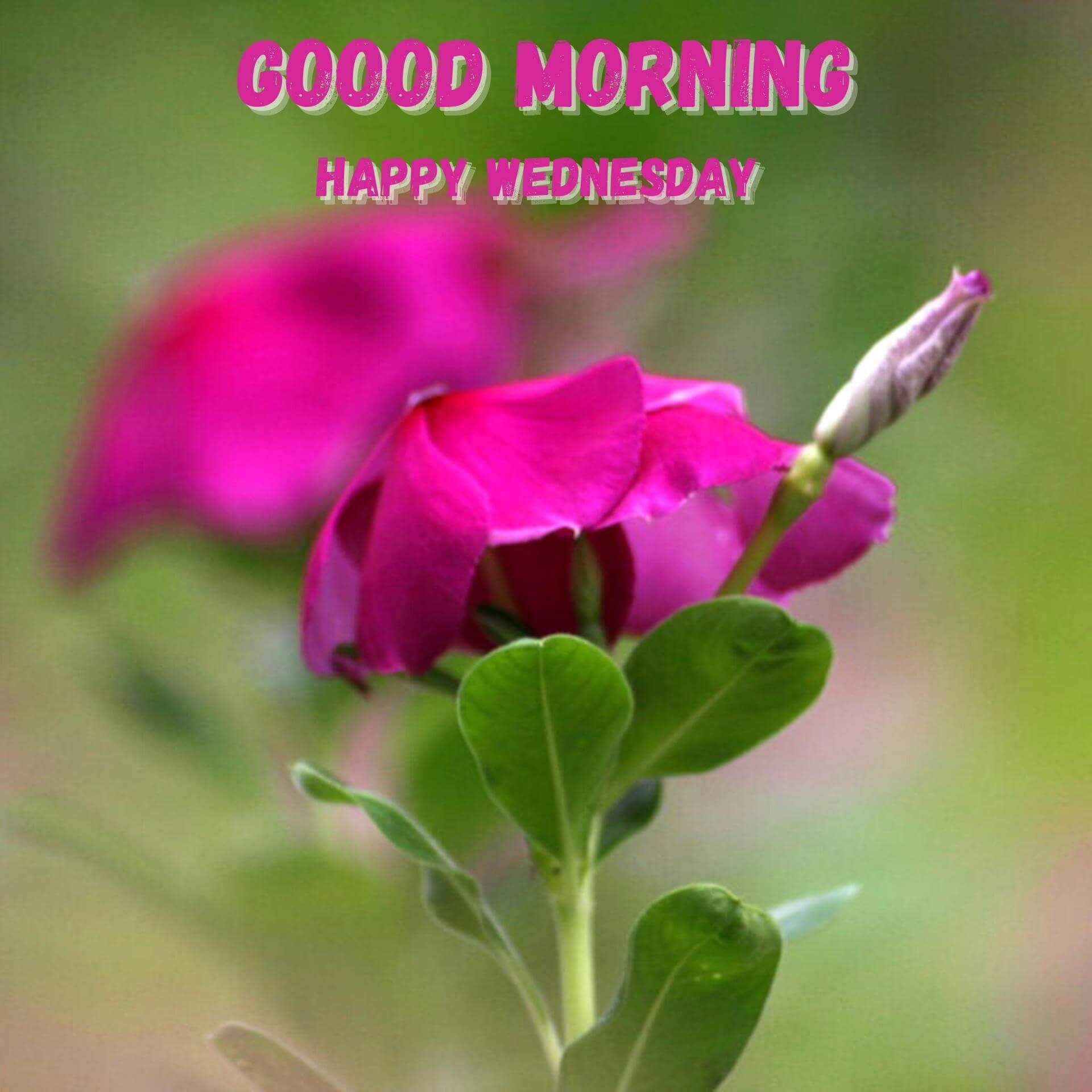 Wednesday good morning Wallpaper pics New Download