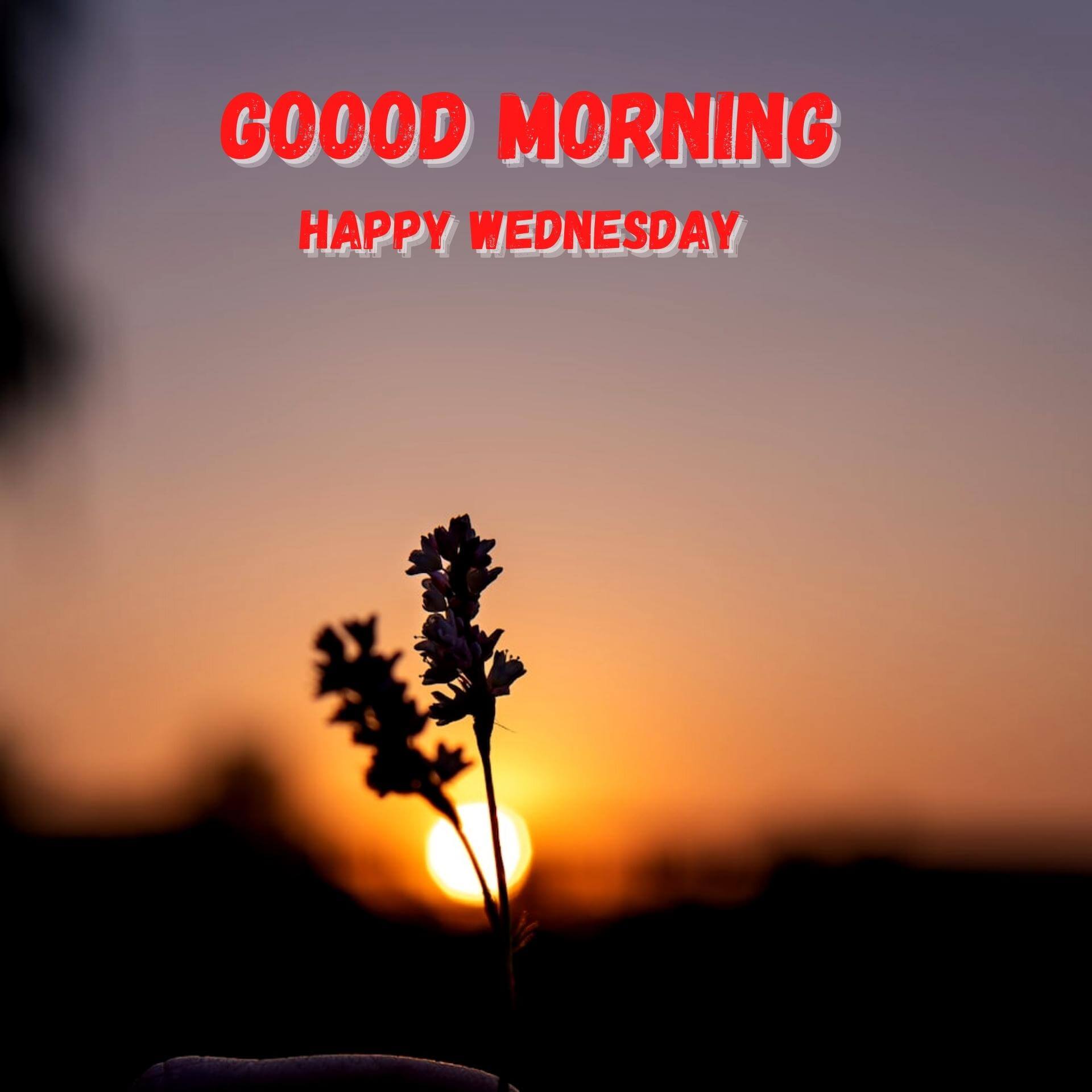 Wednesday good morning pics Wallpaper With Sunrise