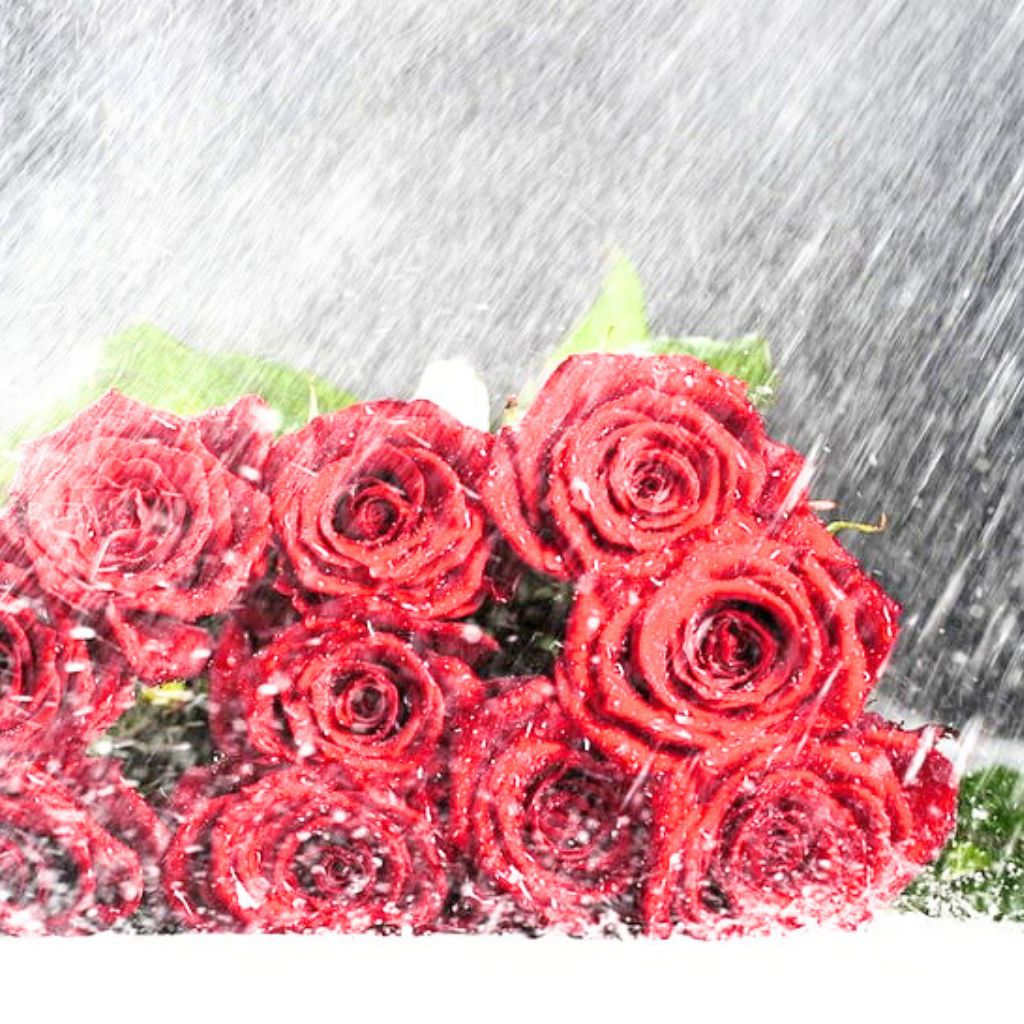 Wife rain rose whatsapp dp pics Images