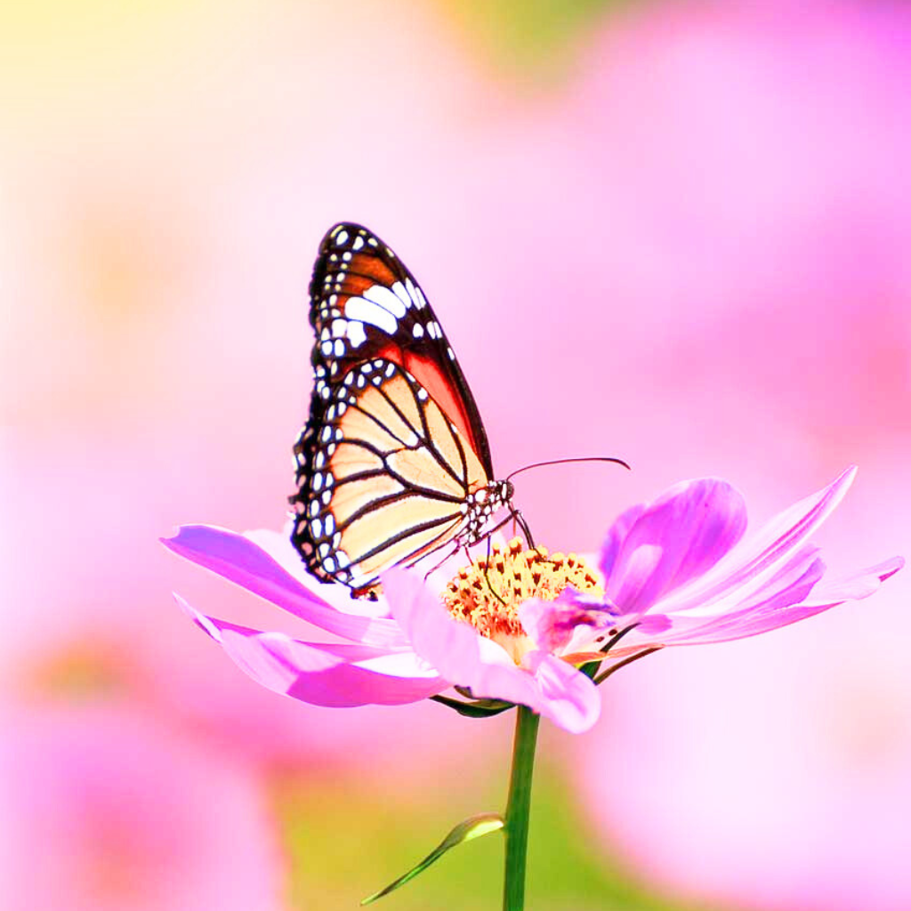 butterfly dp Wallpaper Pics Images Downlod