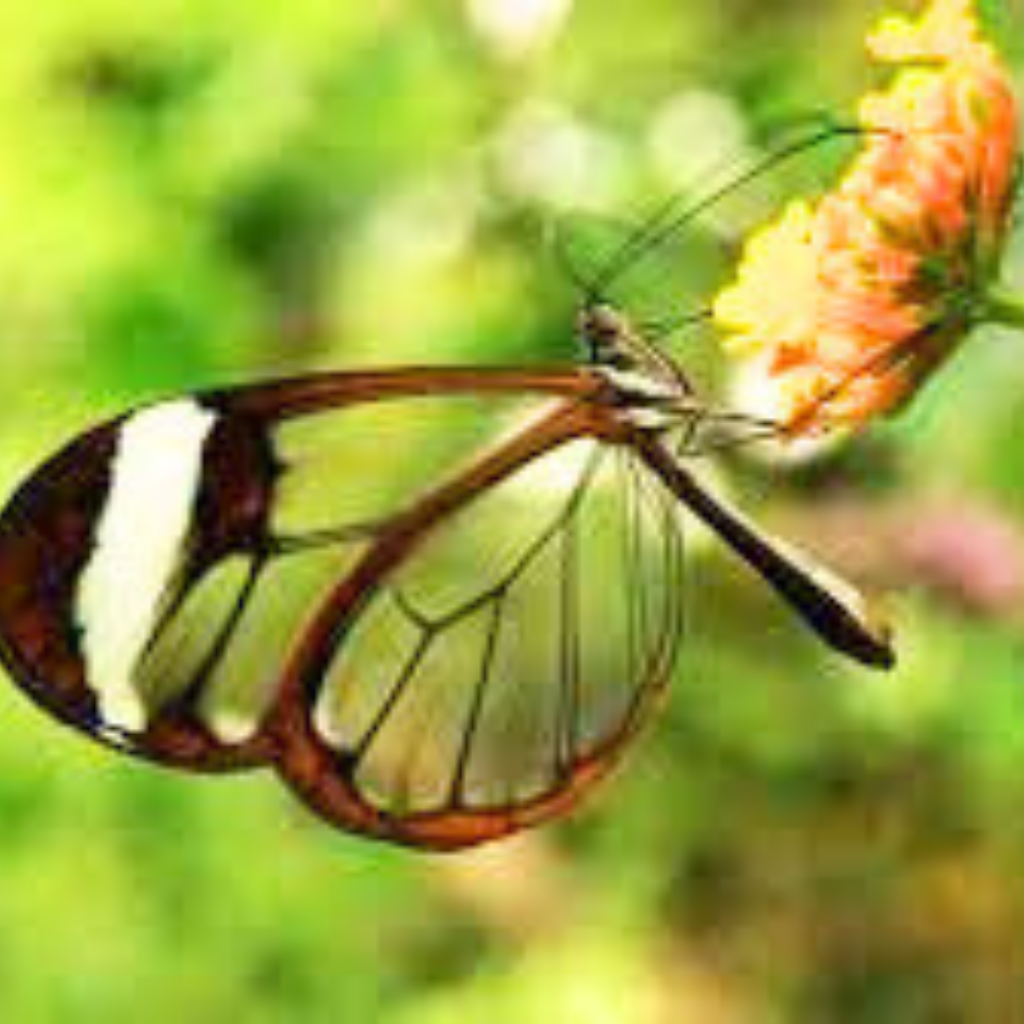 butterfly dp Wallpaper Pics New Download (2)