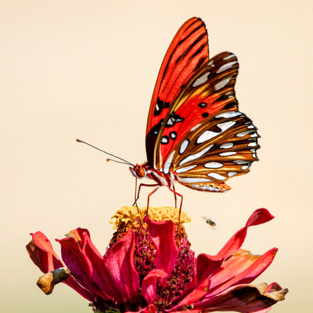 butterfly dp Wallpaper Pics