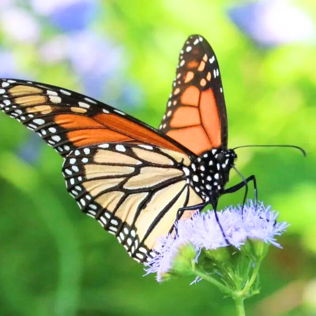 butterfly dp photo New Download