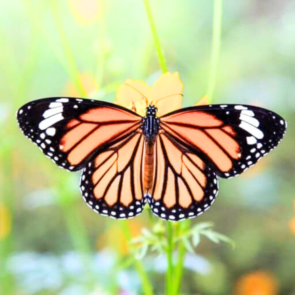 butterfly dp pics Wallpaper free Download