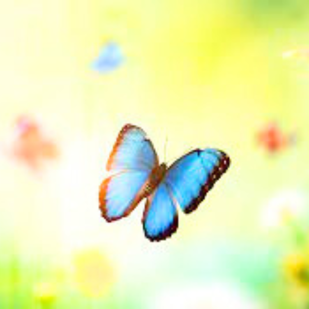 butterfly dp pics images Download (2)
