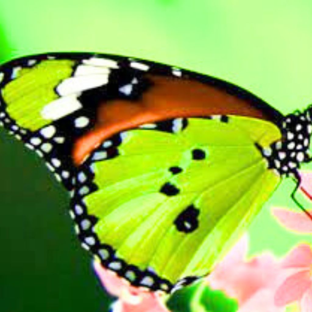 princess butterfly dp for whatsapp Wallpaper Pics New