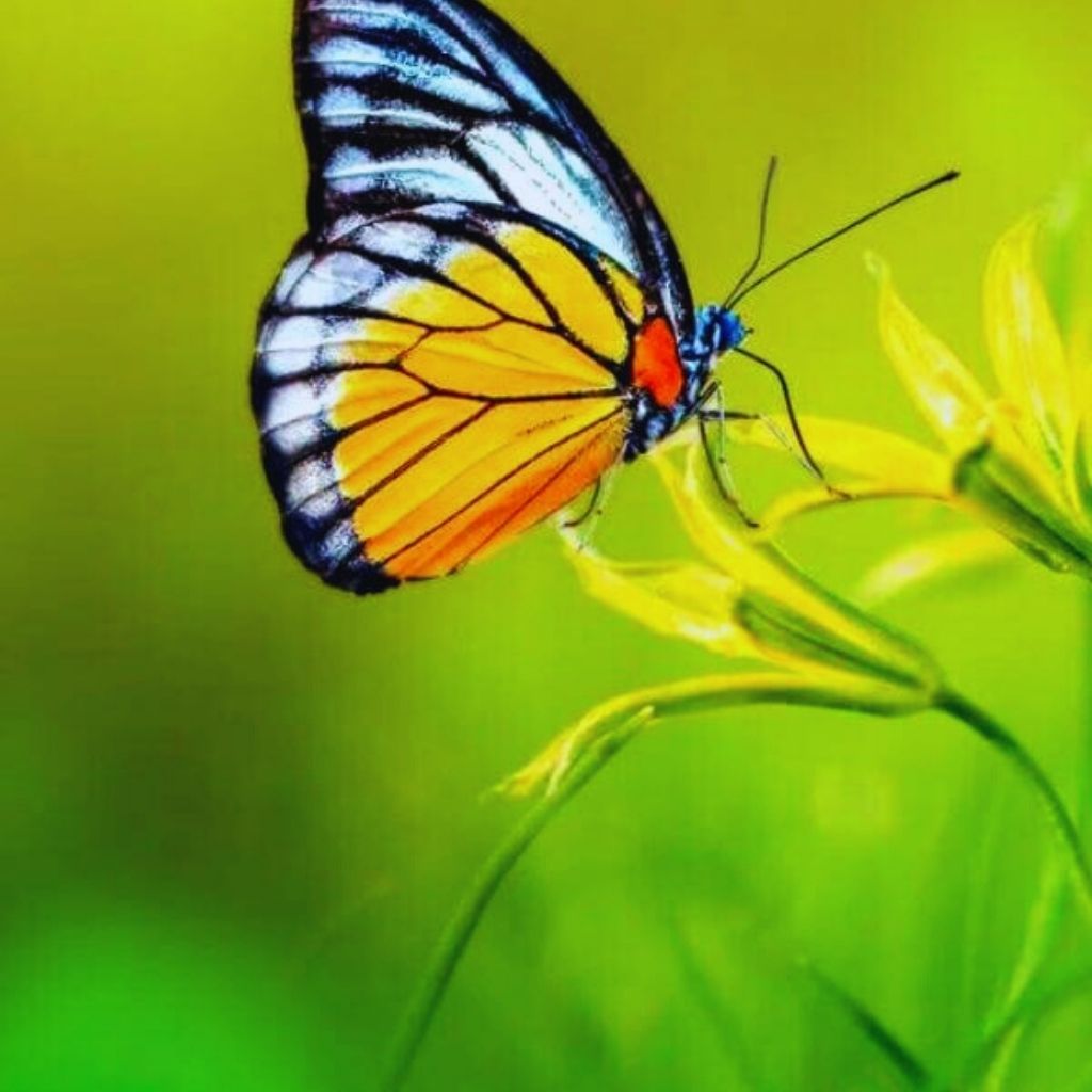 profile whatsapp dp Wallpaper Photo pictures With Butterfly