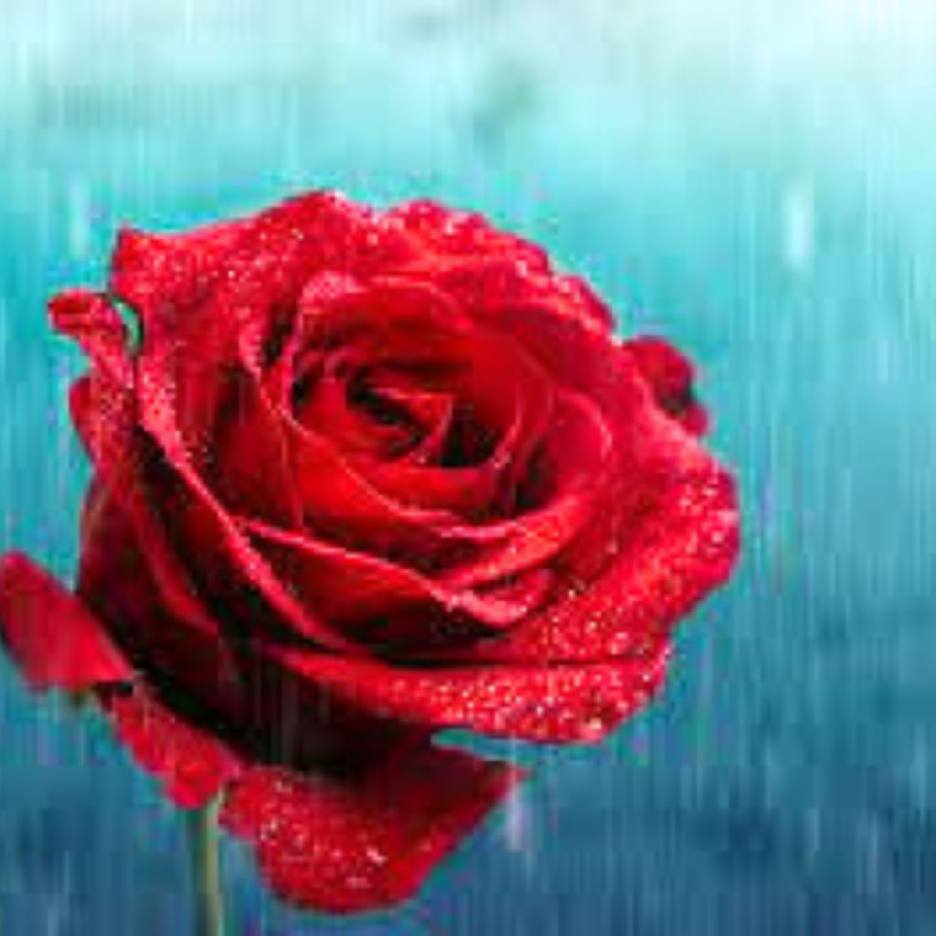 rain rose whatsapp dp Pics Images Download