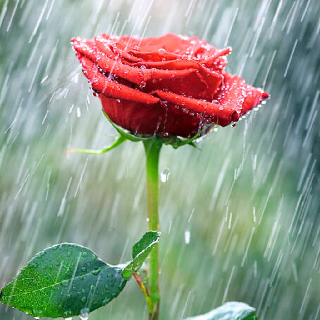 rain rose whatsapp dp Pics Images Status