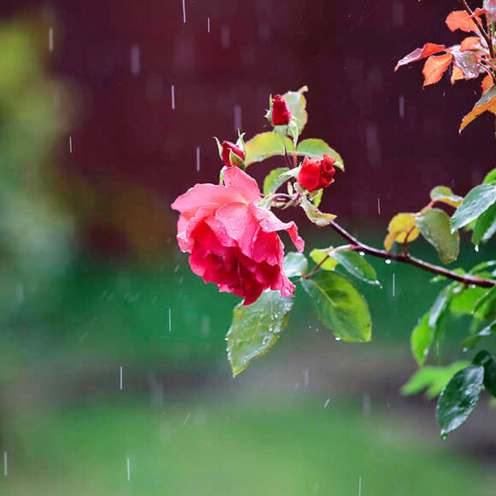 rain rose whatsapp dp Pics Images