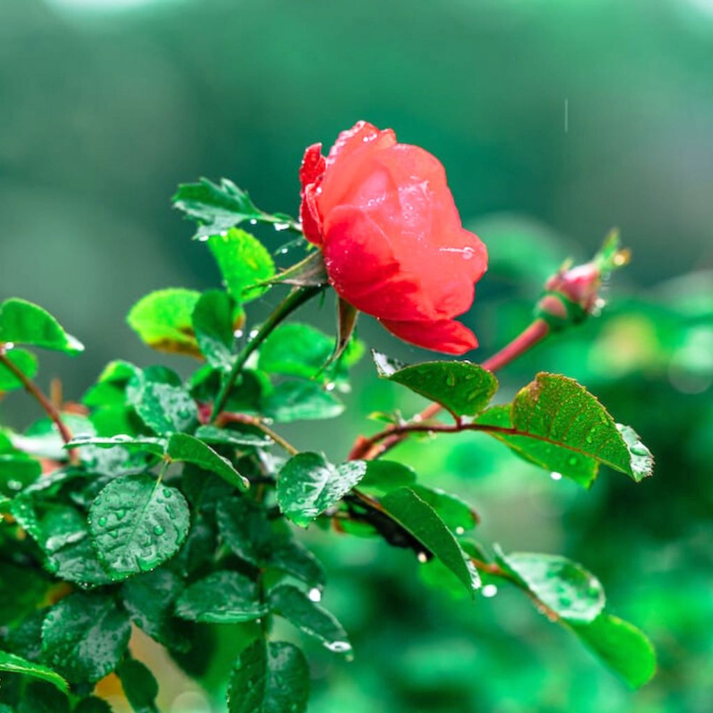 rain rose whatsapp dp pics Images free