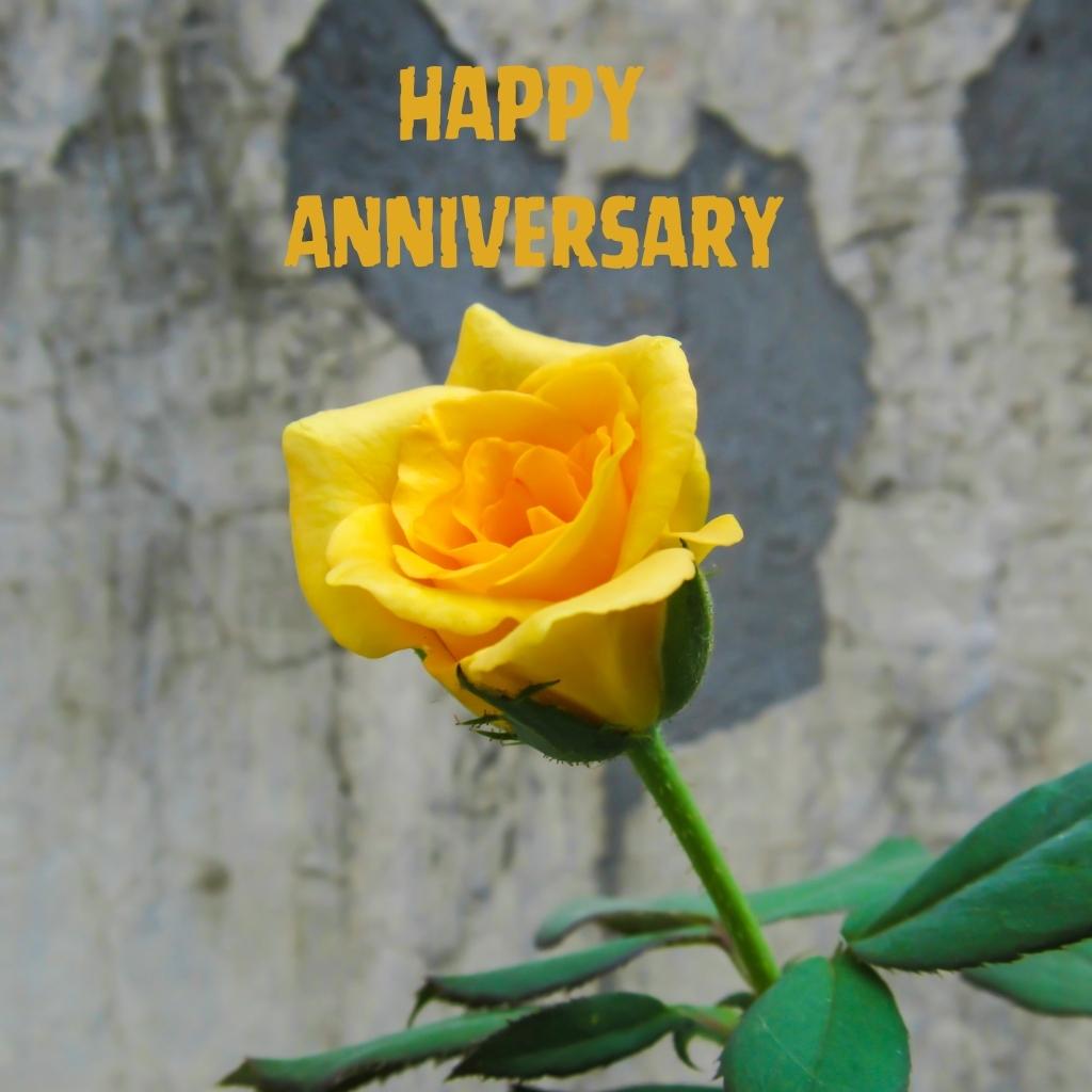 Yellow Flower happy wedding anniversary pics Images