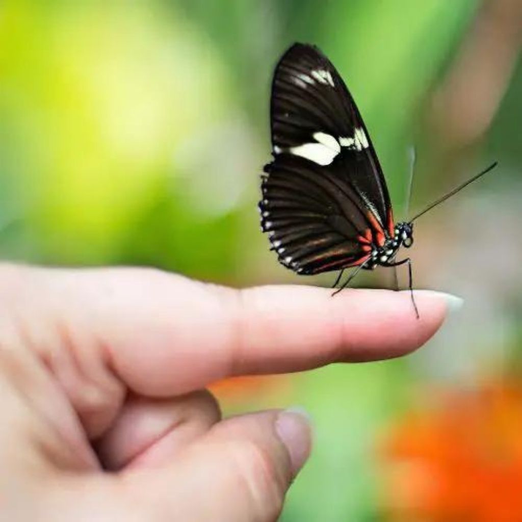 peaceful dp Pics Wallpaper With Butterfly