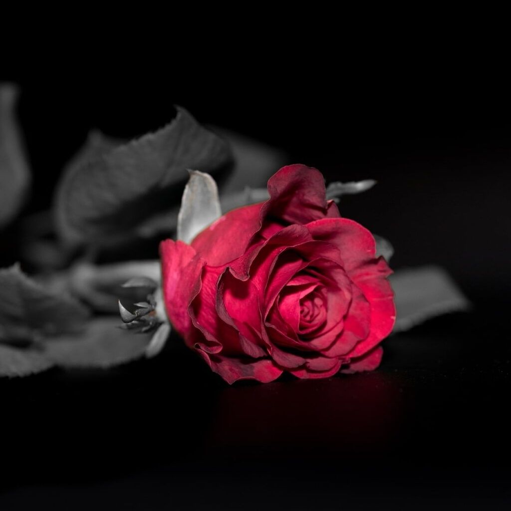 simple dp Pics Images With Rose